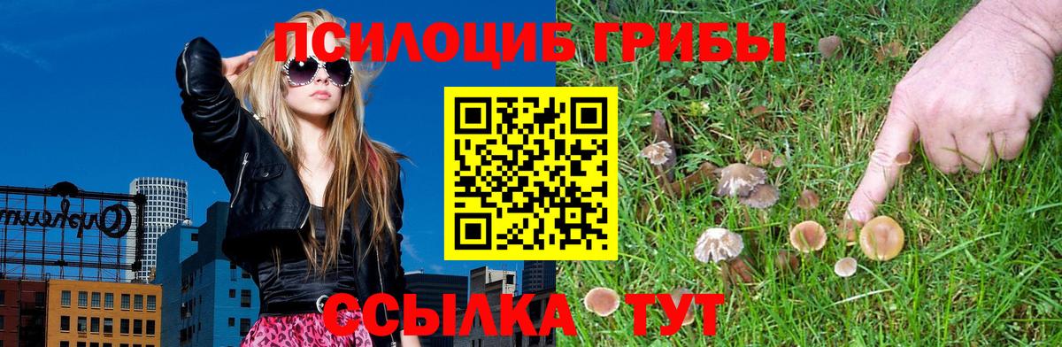 Псилоцибиновые грибы Psilocybe Шебекино