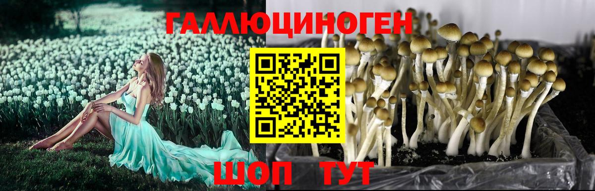 Шебекино  Псилоцибиновые грибы прущие грибы  Псилоцибиновые грибы Psilocybe  где продают наркотики  Вход с VPN 